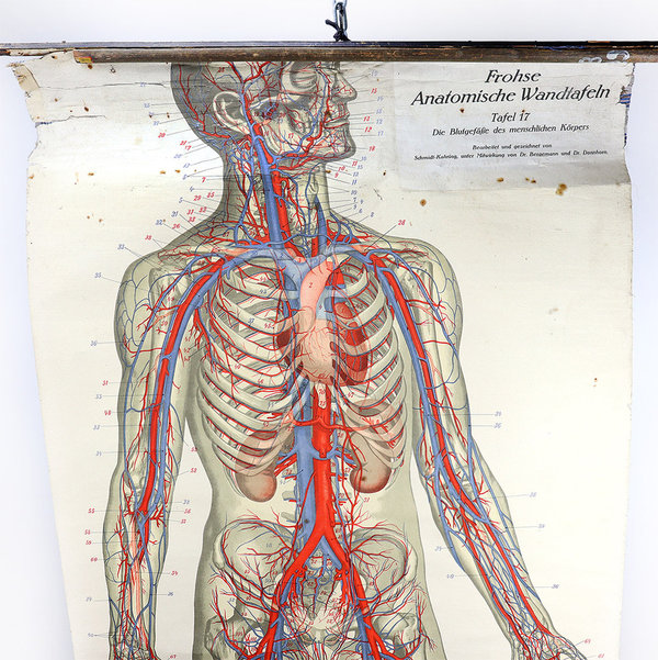 Anatomische Wandtafel von Frohse